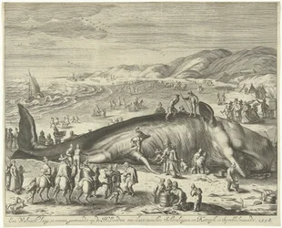 Plážová velryba v Berckhey, 1598 Velryba dlouhá 70 stop, uvízlá na holandském mořském pobřeží, mezi Schevelingen a Katwyk, ve Sprokkelmaandt, 1598 (název na předmětu)