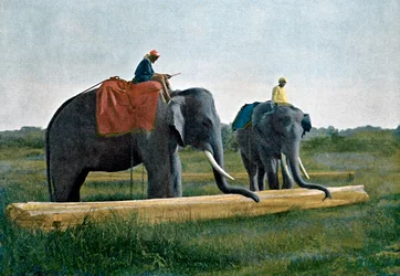 Sloni pohybující kládou, Cejlon, c1890
