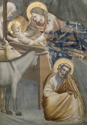 Narození Páně, detail Panny Marie s dítětem, oslíkem a Josefem, 1303-05 (po restaurování)