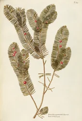 Tis evropský (Taxus baccata), Taxaceae od Giovanniho Antonia Bottione, akvarel
