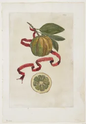 Aurantium Virgatum, z Hesperidek, 1646