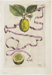Idem Aurantium Limonis Effigle, z Hesperides, 1646