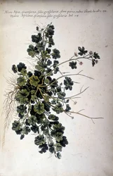 Alcea Afra - V ""Praktická botanická historie nebo názvosloví, popis a přednosti rostlin, které patří k použití Středomoří..." od Giovanniho Battisty Morandiho (? - 1761)