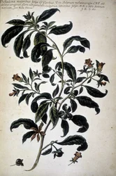 Botanická tabulka: Belladona (Belladona Majoribus Folys) - v ""Praktická botanická historie nebo rostliny relevantní pro použití médií, nomenklatury, popisu a ctností..." od Giovanni Battisty Morandiho (? - 1761)