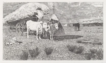 Voly zapřažené do vozu (Maremma)