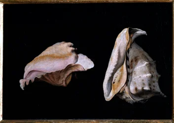Dvě mušle (Zátiší s mořskými mušlemi) Malba Filippa Napoletana (1587-1629) 1618 Rozměr 39x56 cm Florencie, palazzo Pitti