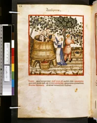Theatrum sanitatis od Ububchasym de Baldach: "Autupnus", první desetiletí 14. století (miniatura)