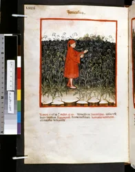 Theatrum sanitatis, Ububchasym de Baldach: "Feniculus", první desetiletí 14. století (miniatura)