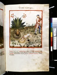Theatrum sanitatis, Ububchasym de Baldach: "Fructus Mandragorae", první desetiletí 14. století (miniatura)