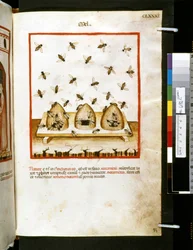 Theatrum sanitatis od Ububchasym de Baldach: "Mel", první desetiletí 14. století (miniatura)