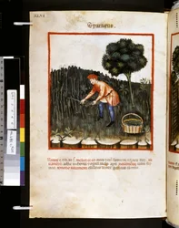 Theatrum sanitatis od Ububchasym de Baldach: "Sparagus", první desetiletí 14. století (miniatura)