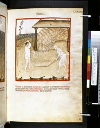 Theatrum sanitatis, Ububchasym de Baldach: "Spelta", první desetiletí 14. století (miniatura)