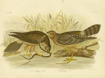 Allied Harrier or Spotted Harrier, 1891