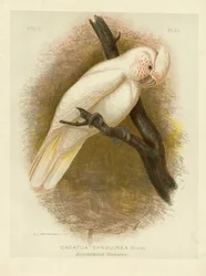 Kakadu krví zbarvený, 1891