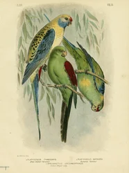 Andulka modročelá, 1891