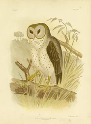 Jemná sova, 1891