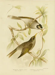 Hnusný medojed nebo hlučný horník, 1891