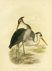 Volavka velkozobá nebo volavka popelavá, 1891