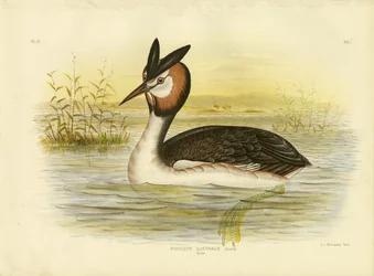 Potápka chocholatá, 1891