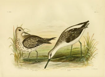 Velký jespák, 1891