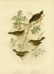 Vnitrozemský trnorep nebo trnorep širokoocasý, 1891