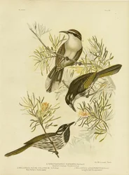 Dlouhoprstý medojed, 1891