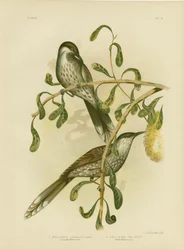 Lumulated Wattlebird nebo Little Wattlebird, 1891