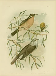 Medojed s trnitými tvářemi, 1891