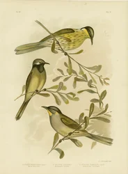 Pestrý medojed, 1891