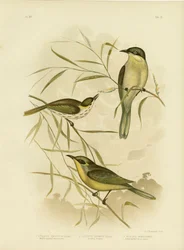 Medojed s proutí nebo medojed s fialovými mezerami, 1891