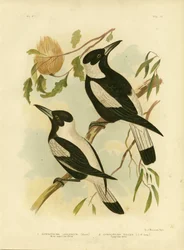 Vrána bělohřbetá, 1891