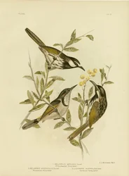 Medojed s bílou tváří, 1891