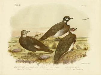 Holub skalní bělokrký, 1891