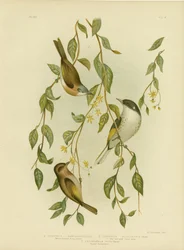 Medojed bělohrdlý, 1891
