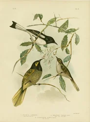 Medojed žlutolící, 1891