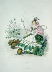 Růže (Rosa Centifolia), královna květin, z „Les Fleurs Animees“, vyryla Charles Geoffroy (1819-82)