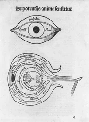 Studium lidského oka. Anatomická deska z „Margarita Philosophica“ od Gregora Reische (1467-1525), Bale 1517.