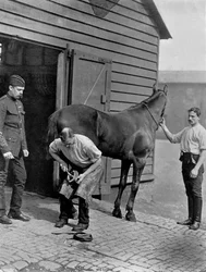 Podkovář-major královské koňské gardy, 1896.