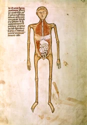 ANATOMIE: Miniatura z knihy "Anatomie" od Guida da Vigevano, lékaře francouzského krále Filipa VI (miniatura)