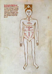 Chirurgie: zobrazení lidského těla. Miniatura v knize „Liber notables Philippi, sedmý král Franků, vytažená z knih Galienových““, kterou napsal Gui (Guy) z Pavie