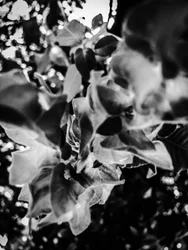 Flower nº 12, 2025 (foto)