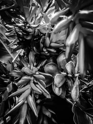 Flower nº 30, 2025 (foto)