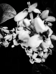 Flower nº 36, 2025 (foto)