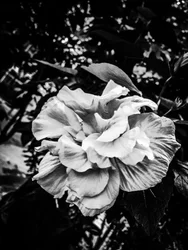 Flower nº 39, 2025 (foto)