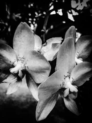 Flower nº 3, 2025 (foto)