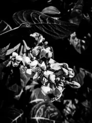 Flower nº 6, 2025 (foto)