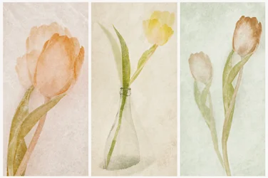 Akvarelový triptych s tulipány