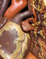 Detail mužského anatomického modelu ecorche, zobrazující svaly, tepny a žíly, oběh a nervový systém