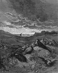 Vlaštovka a ptáci, ilustrace z 