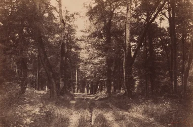 Bas-Breau, Les Fontainebleau, 1852 (foto)